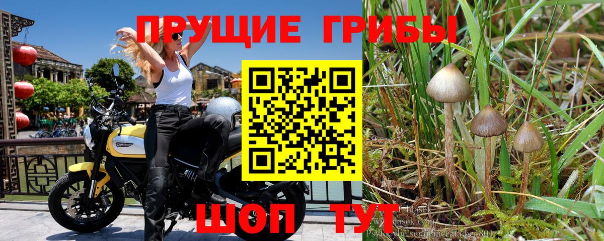 Псилоцибиновые грибы Magic Shrooms  Галлюциногенные грибы GOLDEN TEACHER  Вход с VPN  Озёрск 